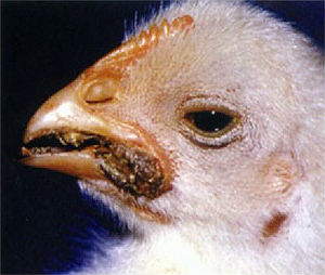 цыплёнок, пораженный грибком мукотоксикоза